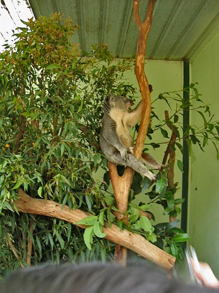 A 138 Blacktown - Koala.jpg